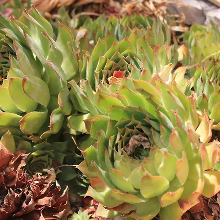 By The Sea Sali, Dugi Otok - 8121