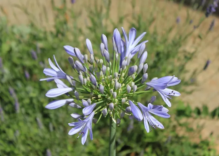 By The Sea Sali, Dugi Otok - 8121 Sali