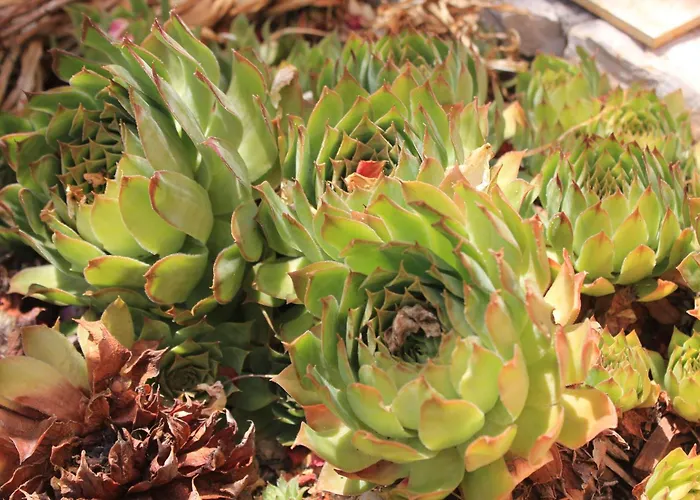 By The Sea Sali, Dugi Otok - 8121